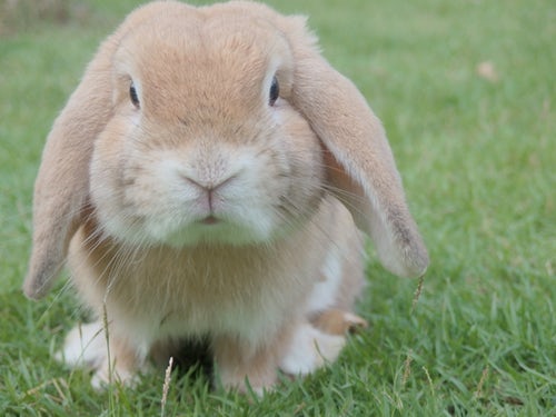 Churro Bunny Rabbit